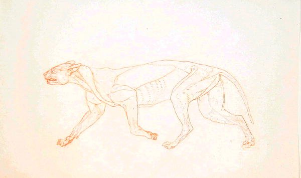 Study of a Tiger, Lateral View, from A Comparative Anatomical ...