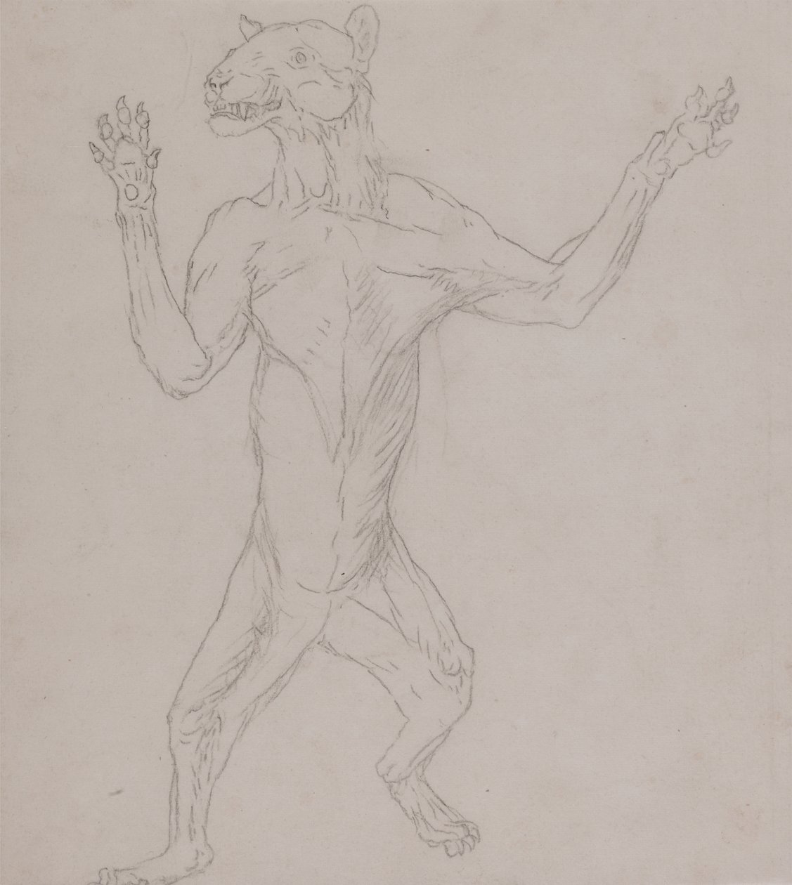 Study of a Tiger, Standing in Human Posture, from A Comparative Anatomical Exposition of the Structure of the Human Body with that of a Tiger and a Common Fowl by George Stubbs