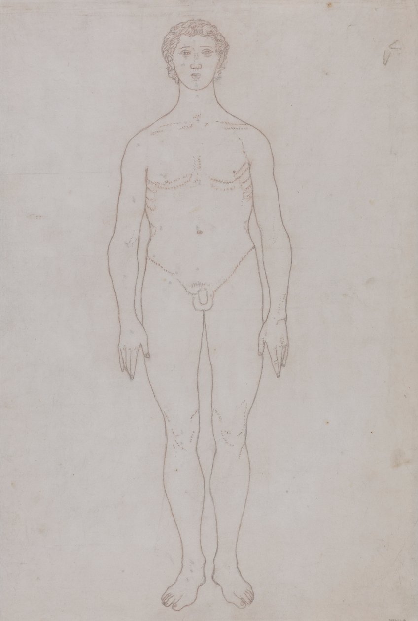 Study of the Human Figure, Anterior View (Outline Drawing for Table VI) by George Stubbs