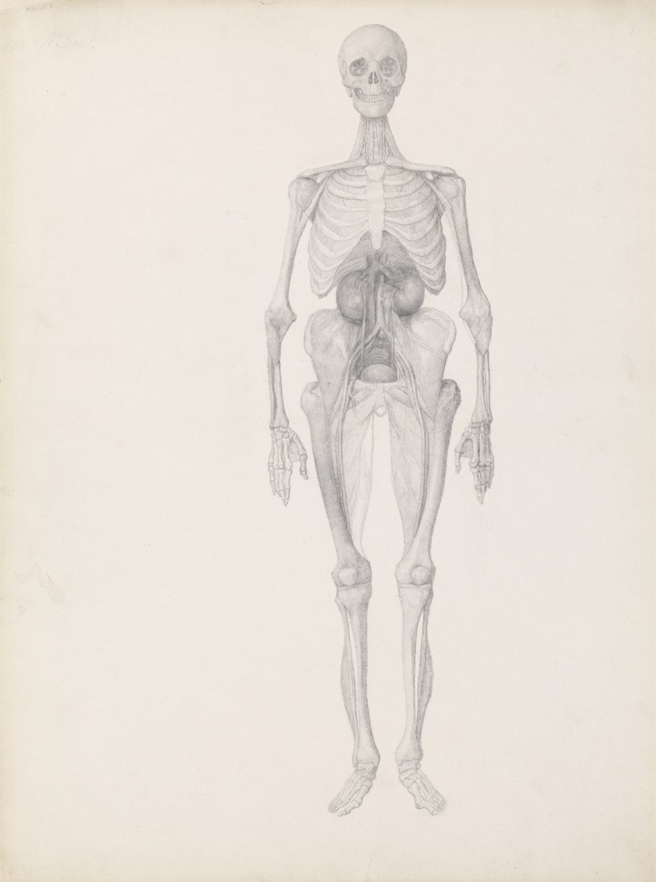 Study of the Human Figure, Anterior View, Final Stage of Dissection, from 