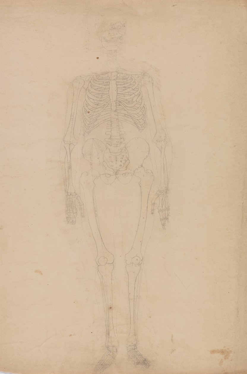 Study of the Human Figure, Anterior View, from A Comparative Anatomical Exposition of the Structure of the Human Body with that of a Tiger and a Common Fowl, c.1795-1806 by George Stubbs