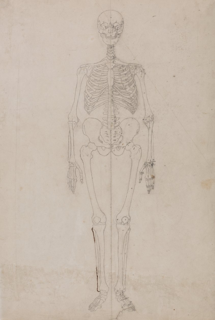 Study of the Human Figure, Anterior View, from A Comparative Anatomical Exposition of the Structure of the Human Body with that of a Tiger and a Common Fowl, c.1795-1806 by George Stubbs