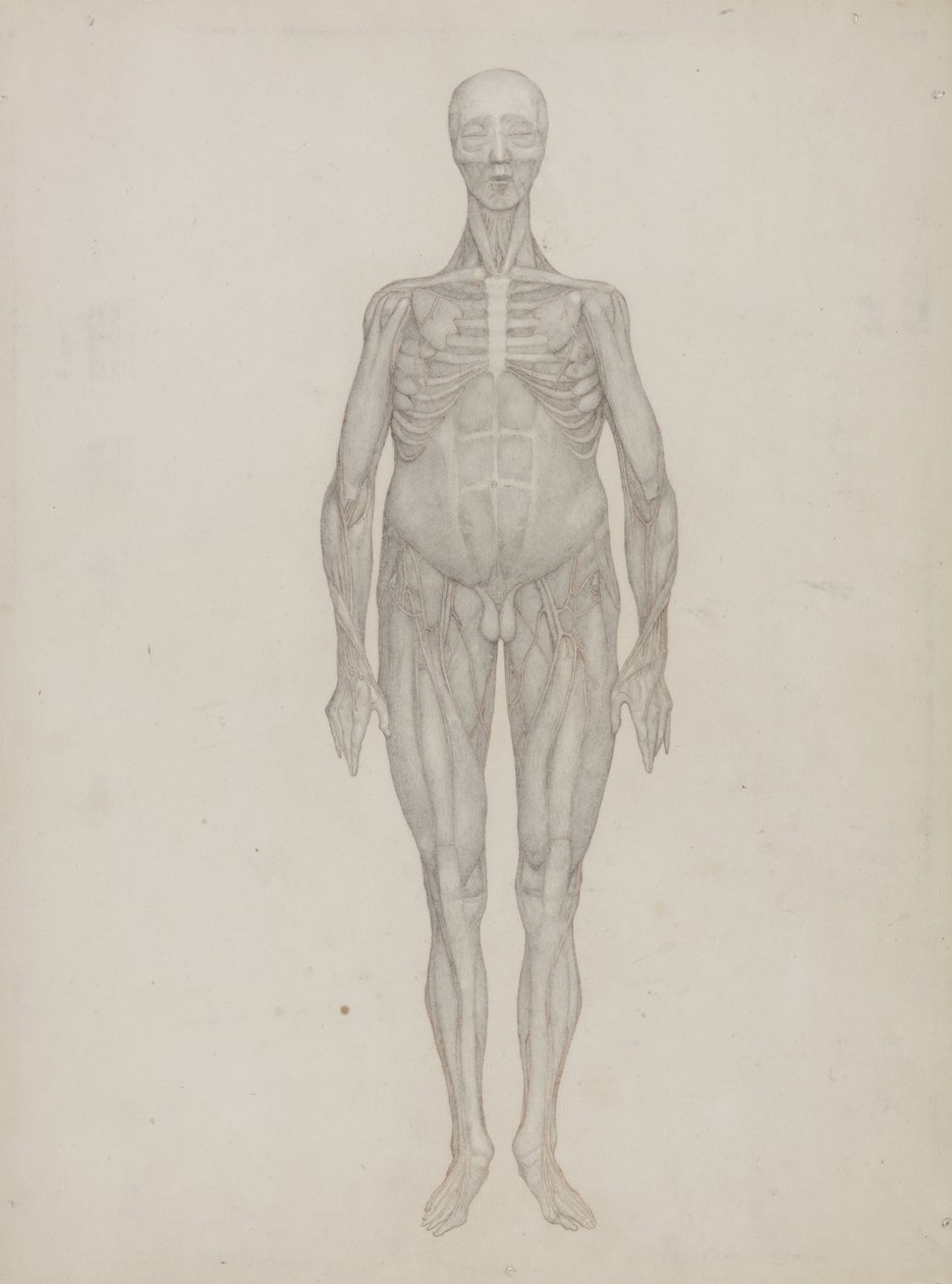 Study of the Human Figure, Anterior View, from 