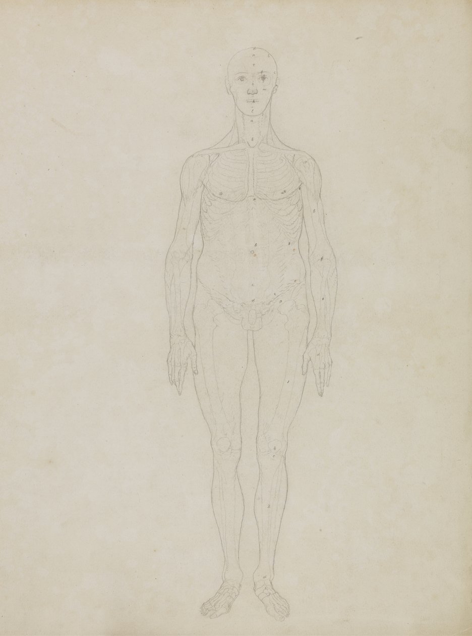 Study of the Human Figure, Anterior View, from 'A Comparative ...