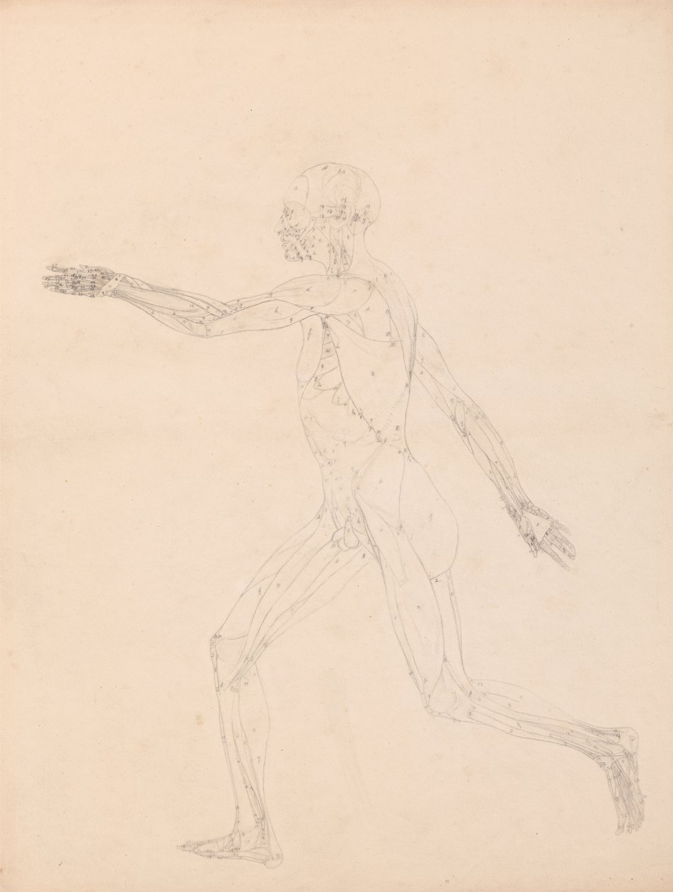 Study of the Human Figure, Lateral View, diagram for key to table XIII, from A Comparative Anatomical Exposition of the Structure of the Human Body with that of a Tiger and a Common Fowl, 1795-1806 by George Stubbs