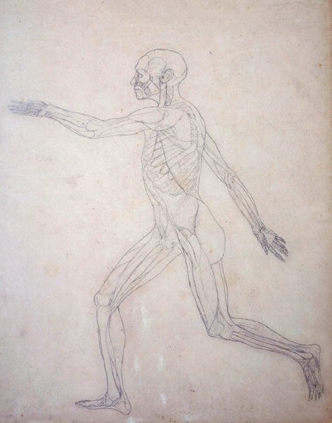 Study of the Human Figure, Lateral View, from A Comparative Anatomical Exposition of the Structure of the Human Body with that of a Tiger and a Common Fowl, c.1795-1806 by George Stubbs