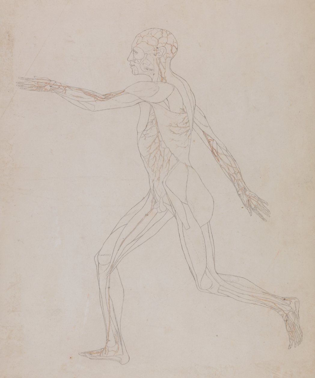 Study of the Human Figure, Lateral View, from A Comparative Anatomical Exposition of the Structure of the Human Body with that of a Tiger and a Common Fowl, c.1795-1806 by George Stubbs