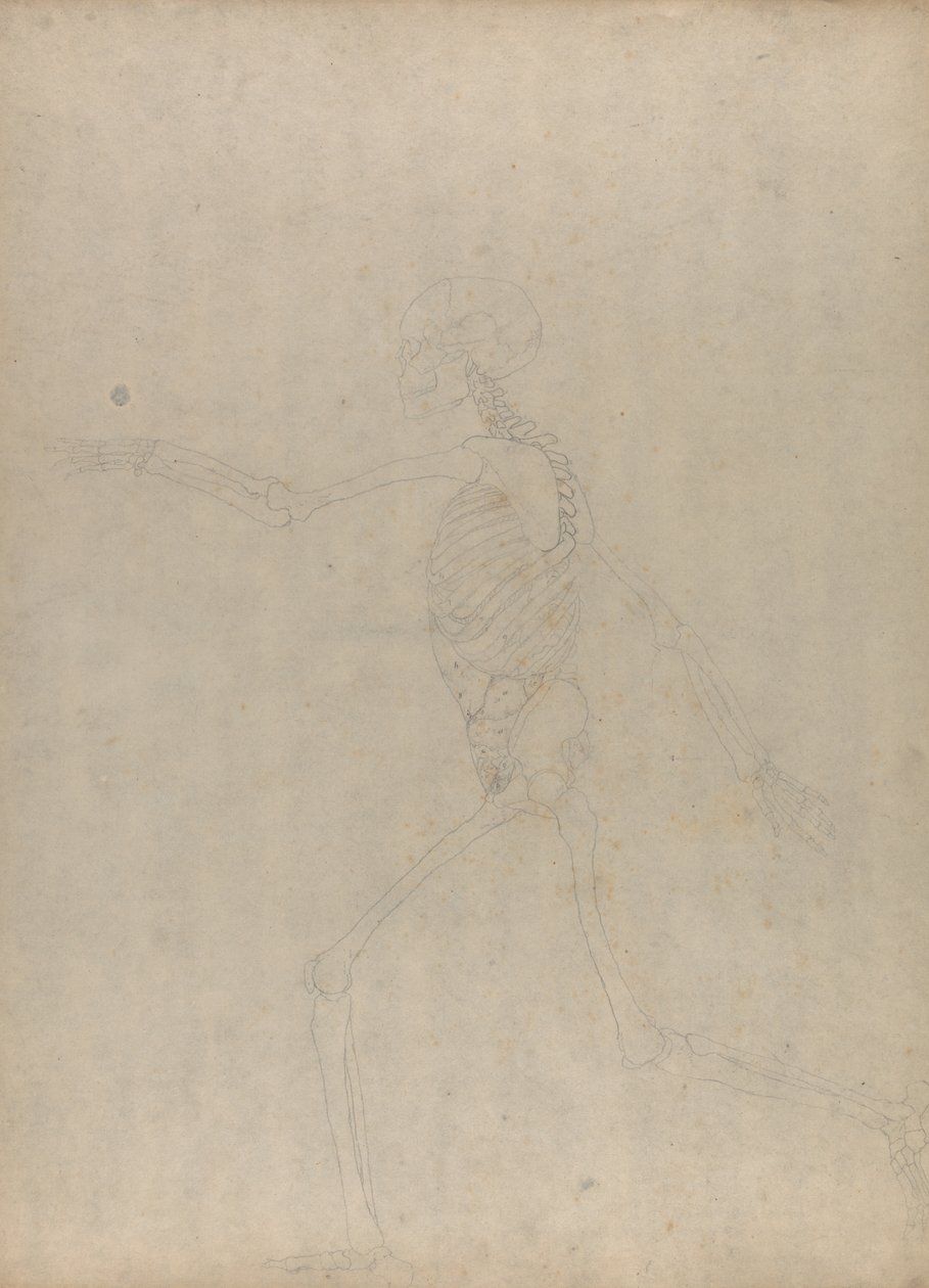Study of the Human Figure, Lateral View, from A Comparative Anatomical Exposition of the Structure of the Human Body with that of a Tiger and a Common Fowl by George Stubbs