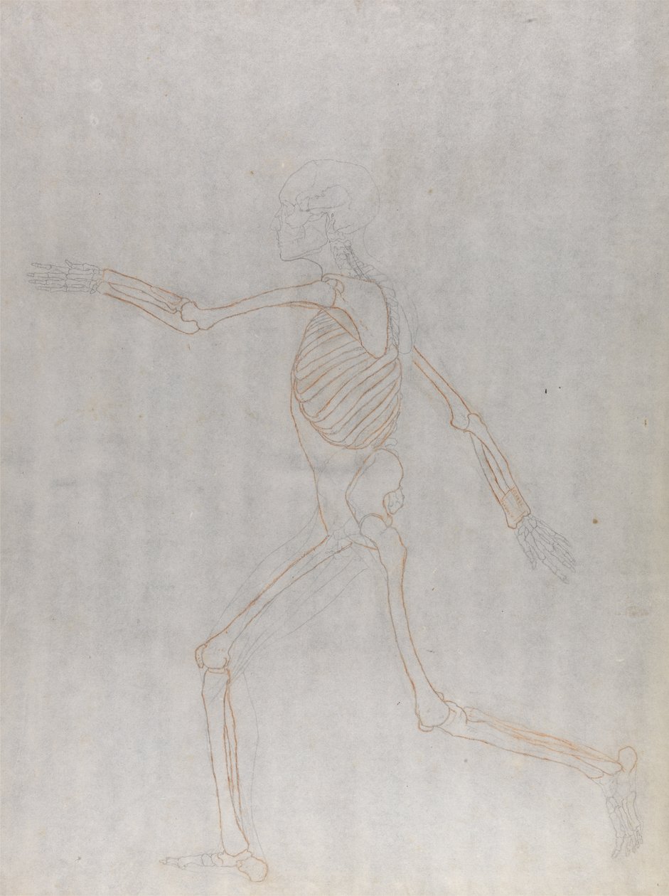 Study of the Human Figure, Lateral View, from A Comparative Anatomical Exposition of the Structure of the Human Body with that of a Tiger and a Common Fowl by George Stubbs