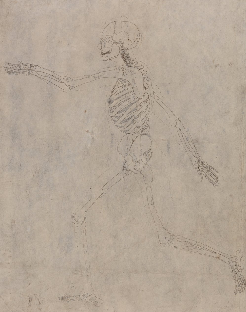 Study of the Human Figure, Lateral View, from A Comparative Anatomical Exposition of the Structure of the Human Body with that of a Tiger and a Common Fowl by George Stubbs