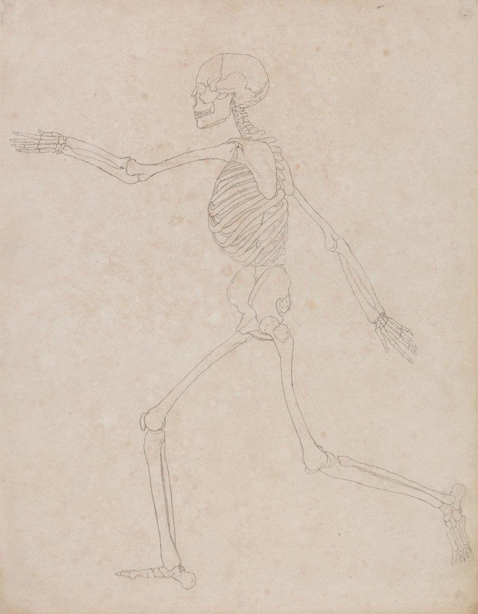 Study of the Human Figure, Lateral View, from A Comparative Anatomical Exposition of the Structure of the Human Body with that of a Tiger and a Common Fowl by George Stubbs