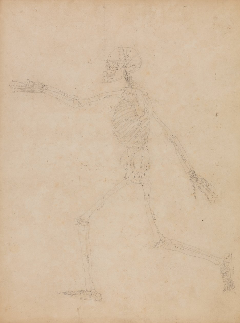 Study of the Human Figure, Lateral View, from 