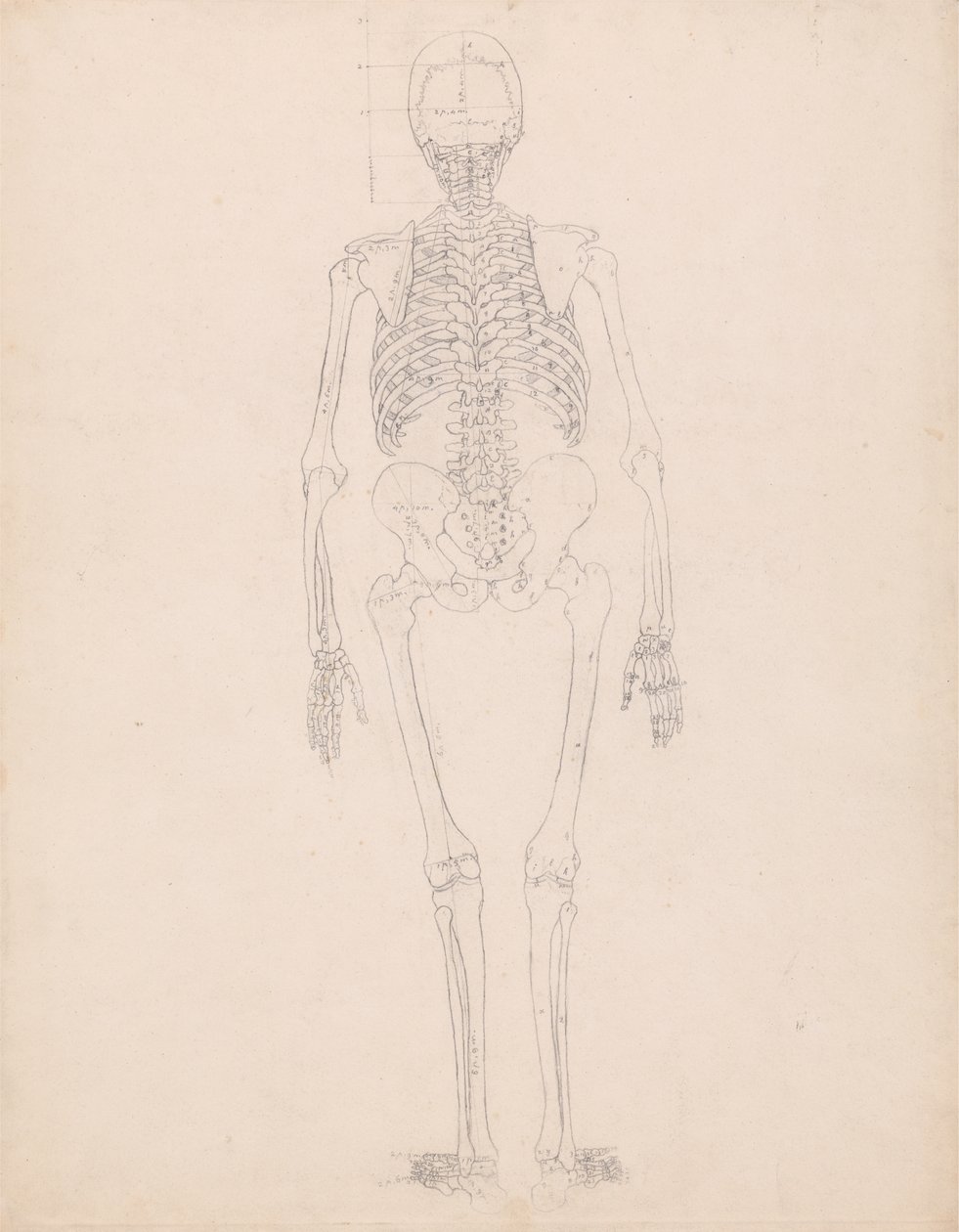 Study of the Human Figure, Posterior View, Diagram for Key to Table II, from A Comparative Anatomical Exposition of the Structure of the Human Body with that of a Tiger and a Common Fowl, c.1795-1806 by George Stubbs