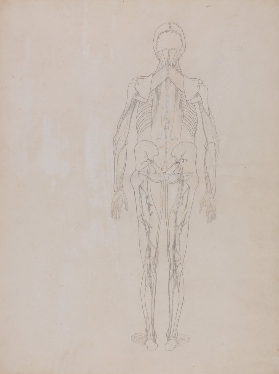 Study of the Human Figure, Posterior View, from A Comparative Anatomical Exposition of the Structure of the Human Body with that of a Tiger and a Common Fowl, c.1795-1806 by George Stubbs