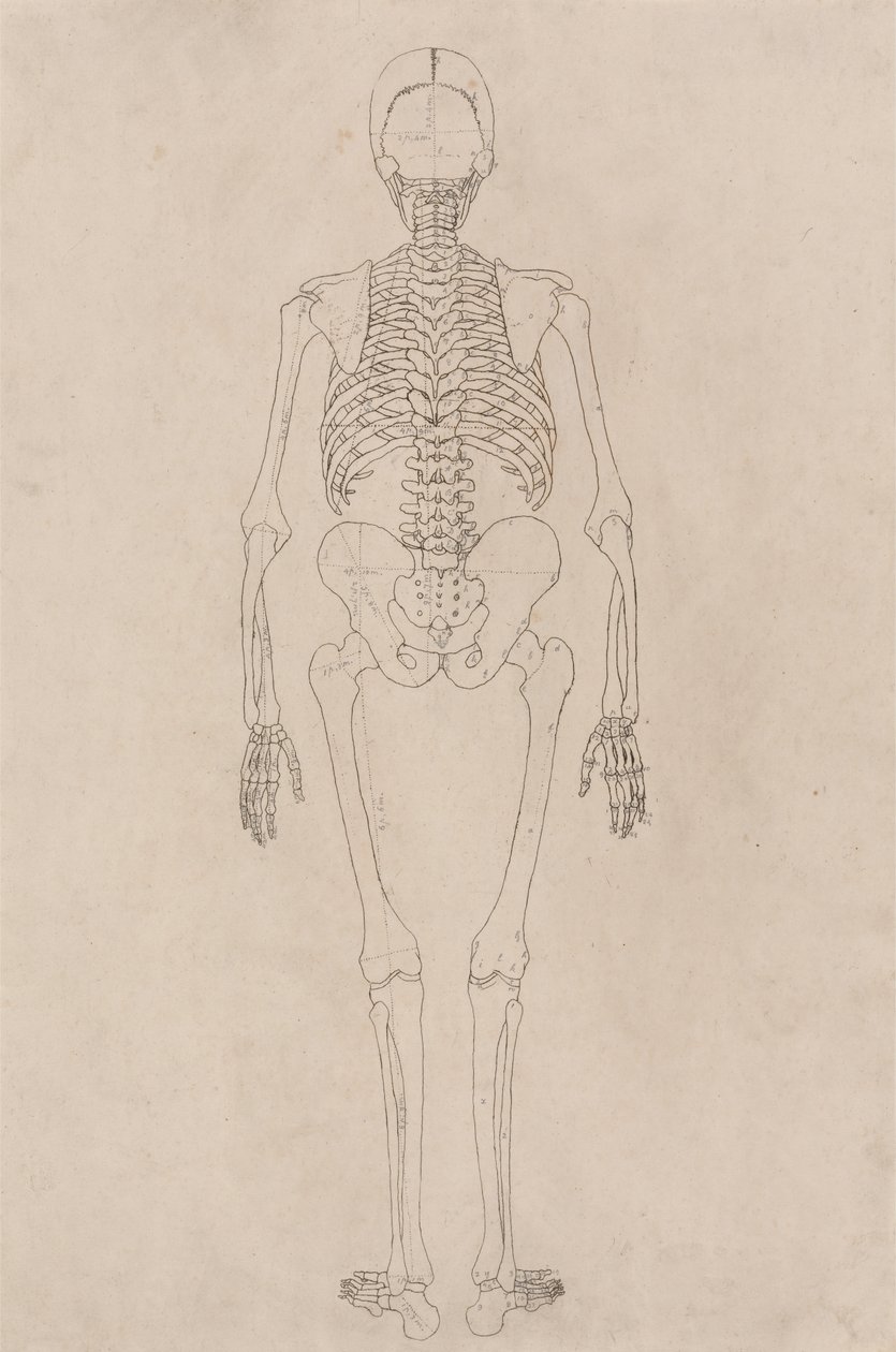 Study of the Human Figure, Posterior View, from A Comparative Anatomical Exposition of the Structure of the Human Body with that of a Tiger and a Common Fowl, c.1795-1806 by George Stubbs