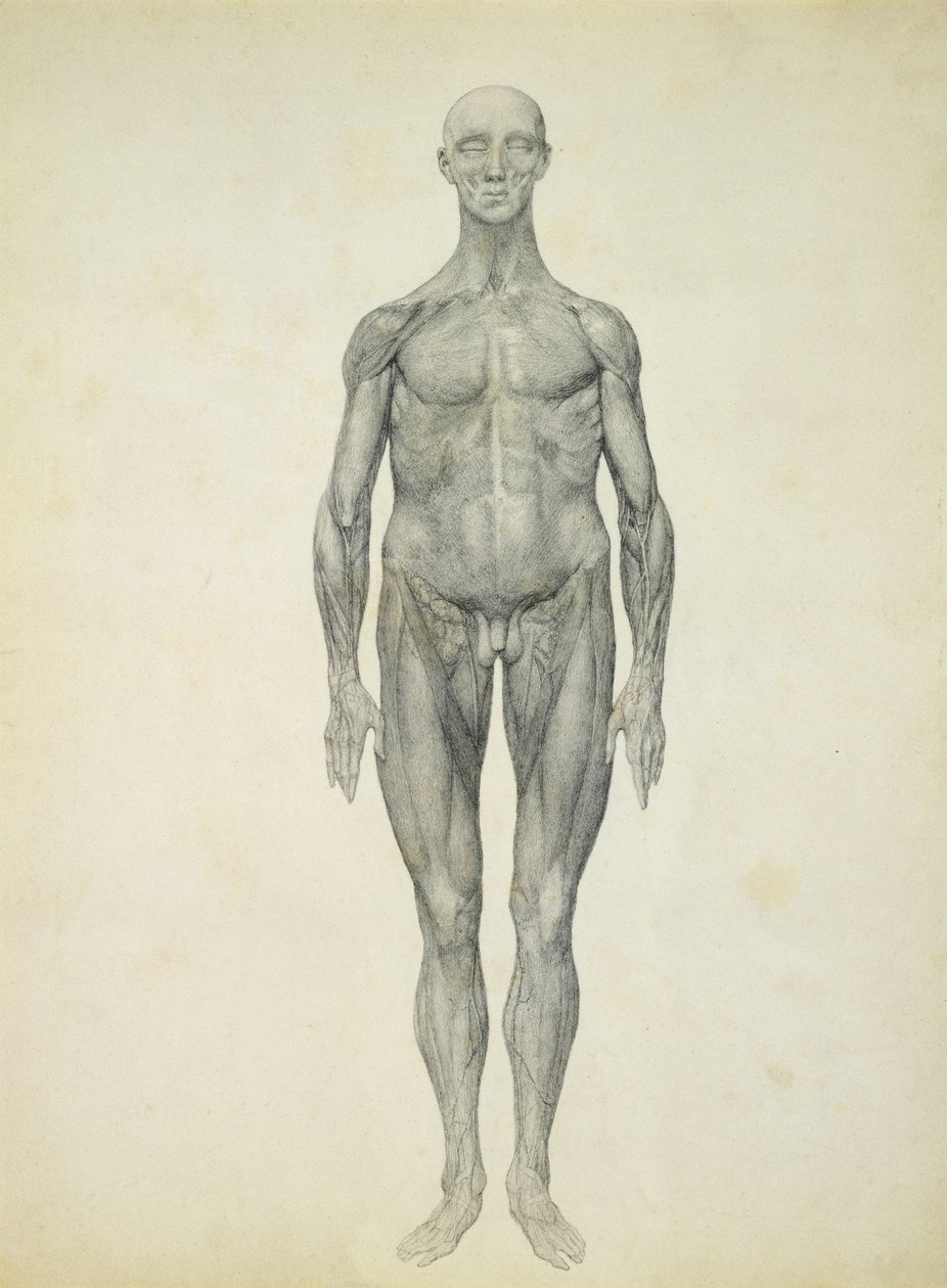 The Human Figure, anterior view, from the series 