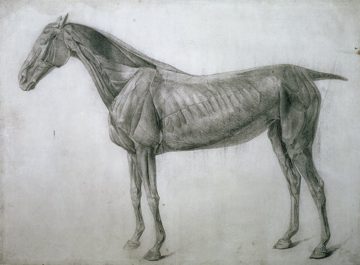 The Study of Muscles: Ecorche Drawing Seen from the Flank, from the 13th Anatomical Table, from the Anatomy of the Horse, 1766 by George Stubbs