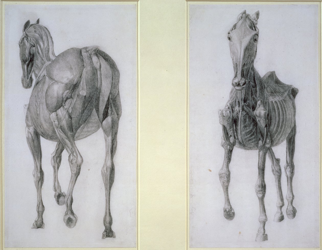 The Study of Muscles: Frontal and Rear Views, from the 13th Anatomical Table, from the Anatomy of the Horse, 1766 by George Stubbs