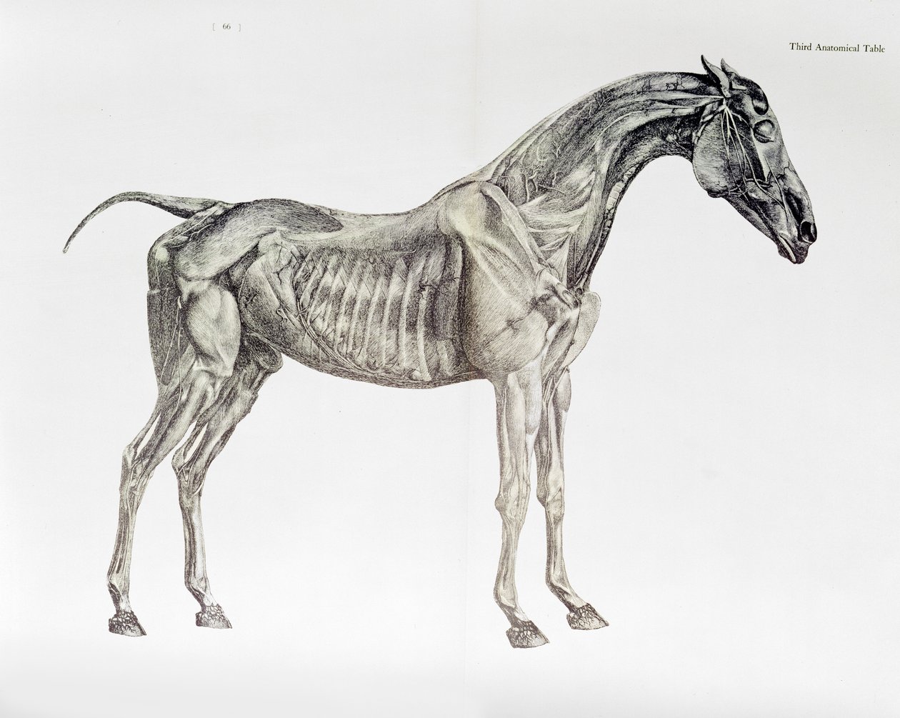 Third Anatomical Table, from 