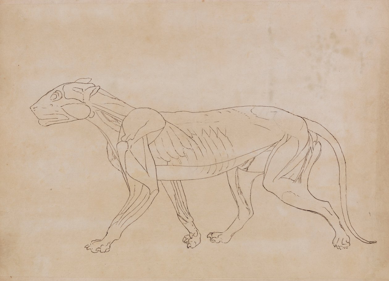 Tiger Body, Lateral View by George Stubbs