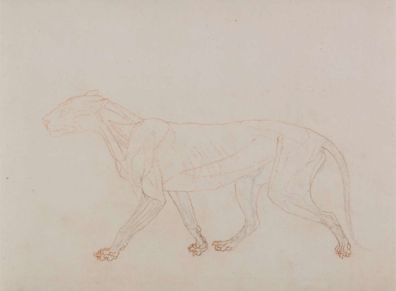 Tiger Body, Lateral View by George Stubbs
