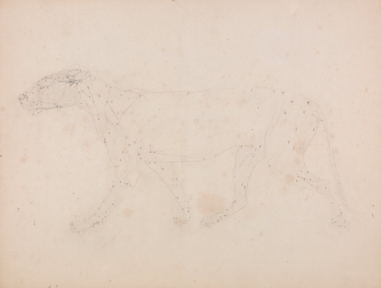 Tiger Body, Lateral View by George Stubbs