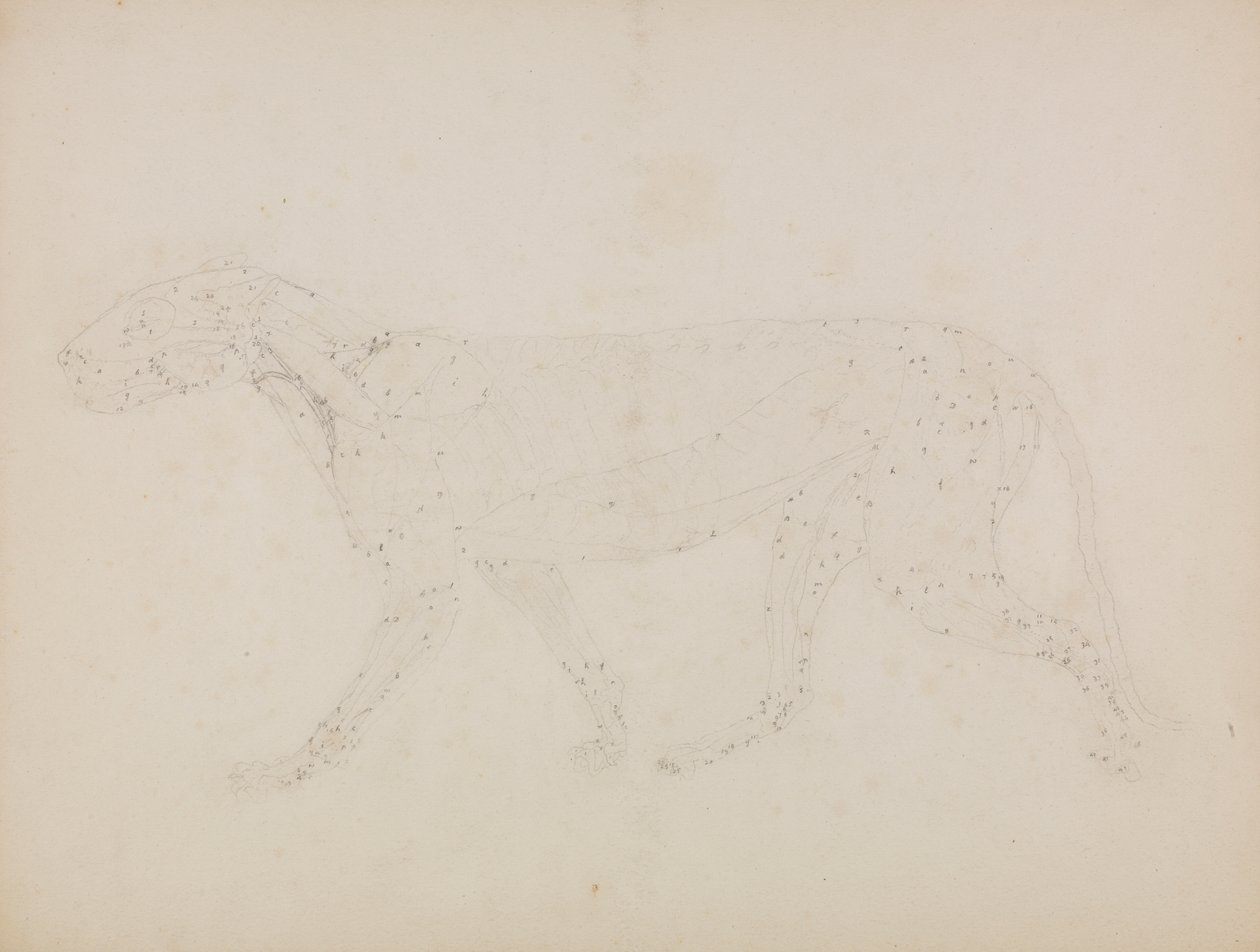Tiger Body, Lateral View by George Stubbs