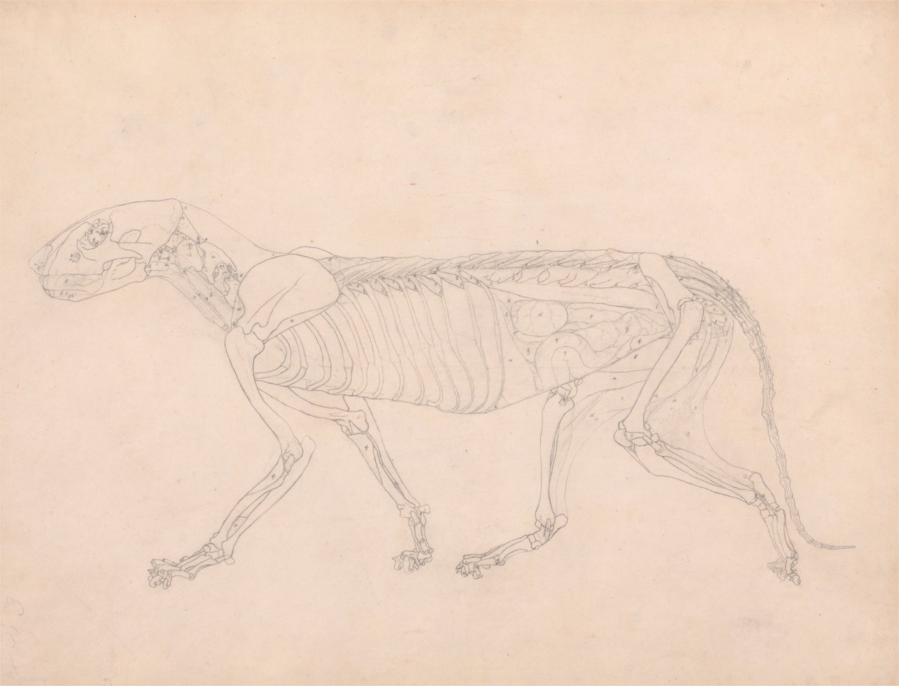 Tiger Body, Lateral View by George Stubbs