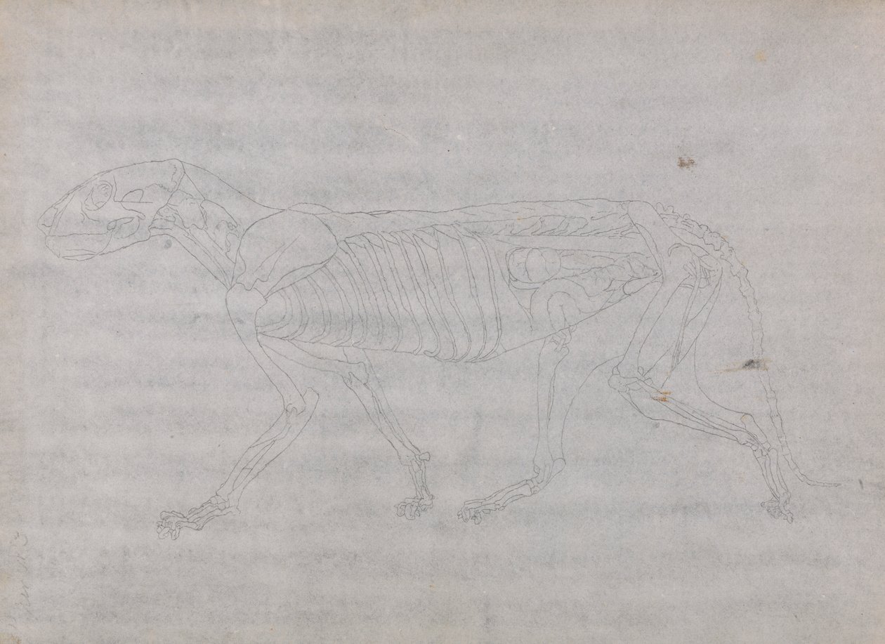 Tiger Body, Lateral View by George Stubbs