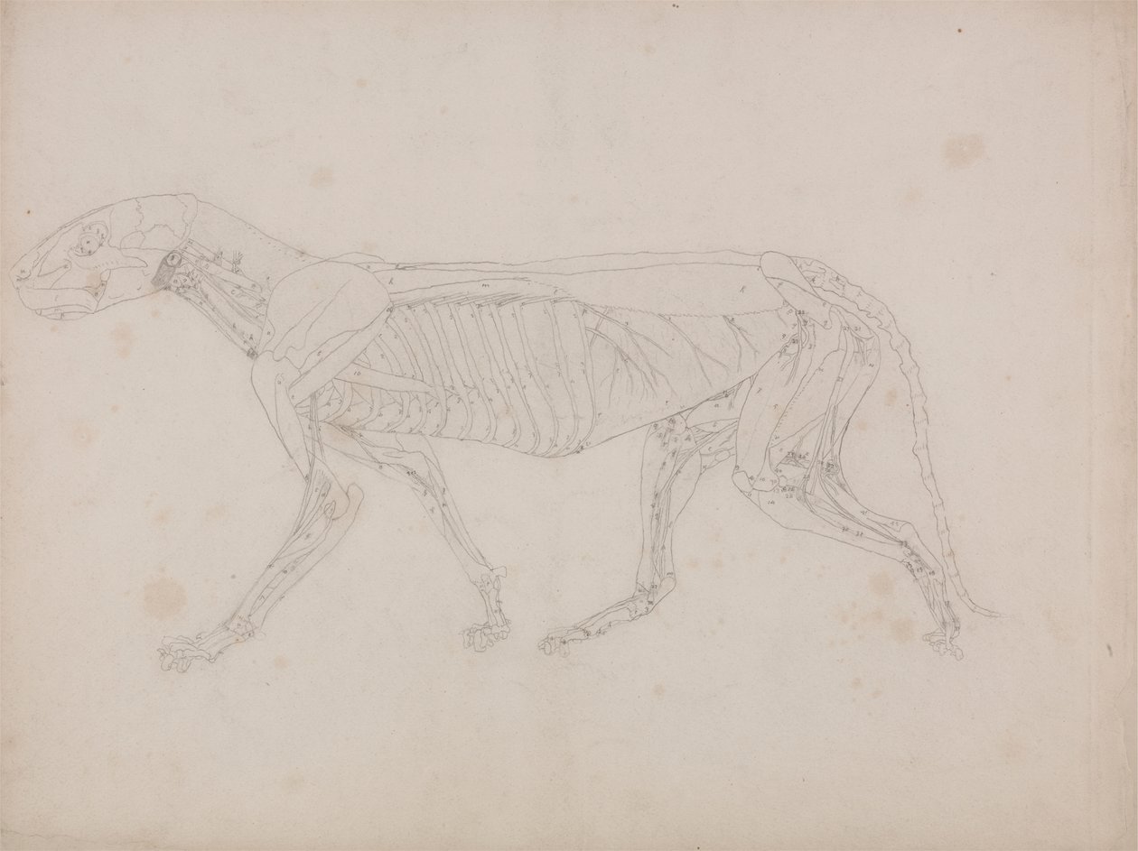 Tiger Body, Lateral View by George Stubbs