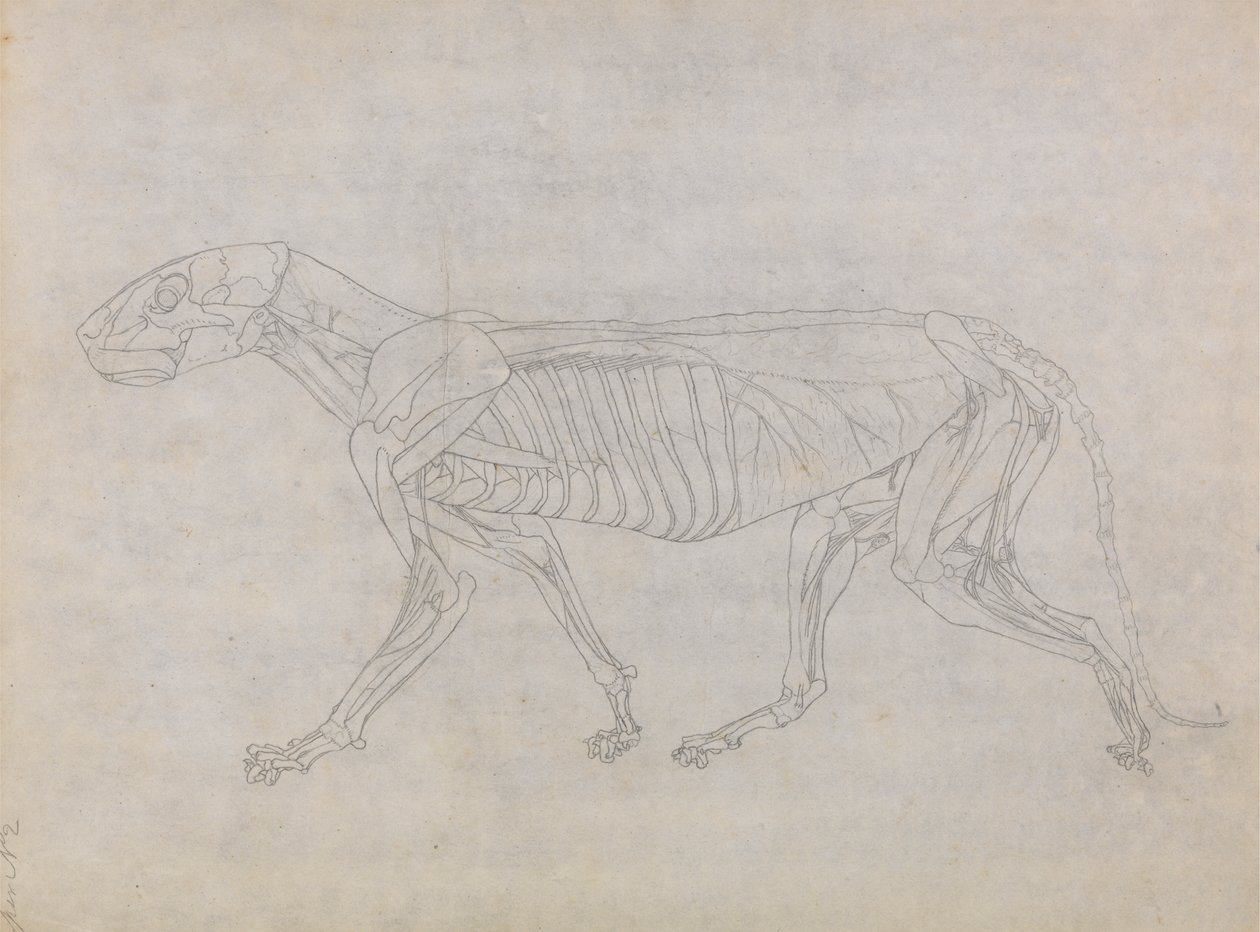Tiger Body, Lateral View by George Stubbs