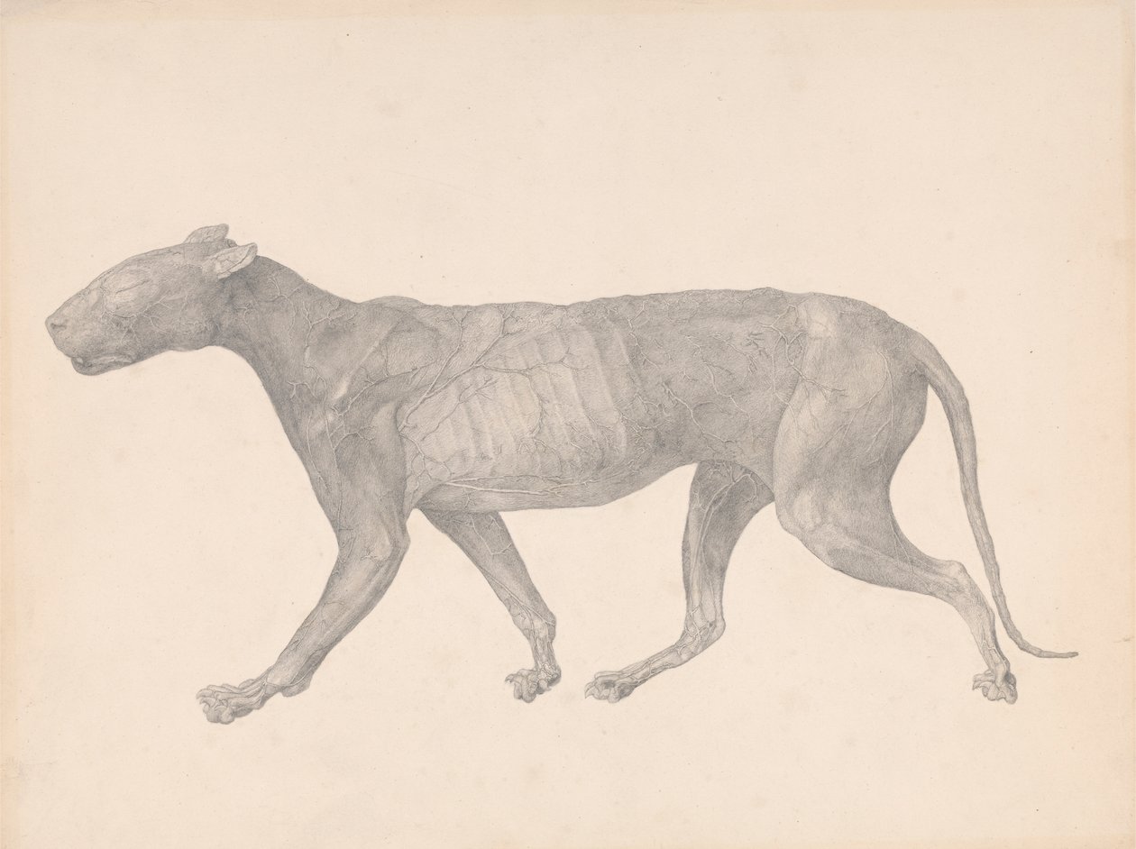 Tiger, Lateral View, with Skin and Tissue Removed (Finished Study for Table IX) by George Stubbs