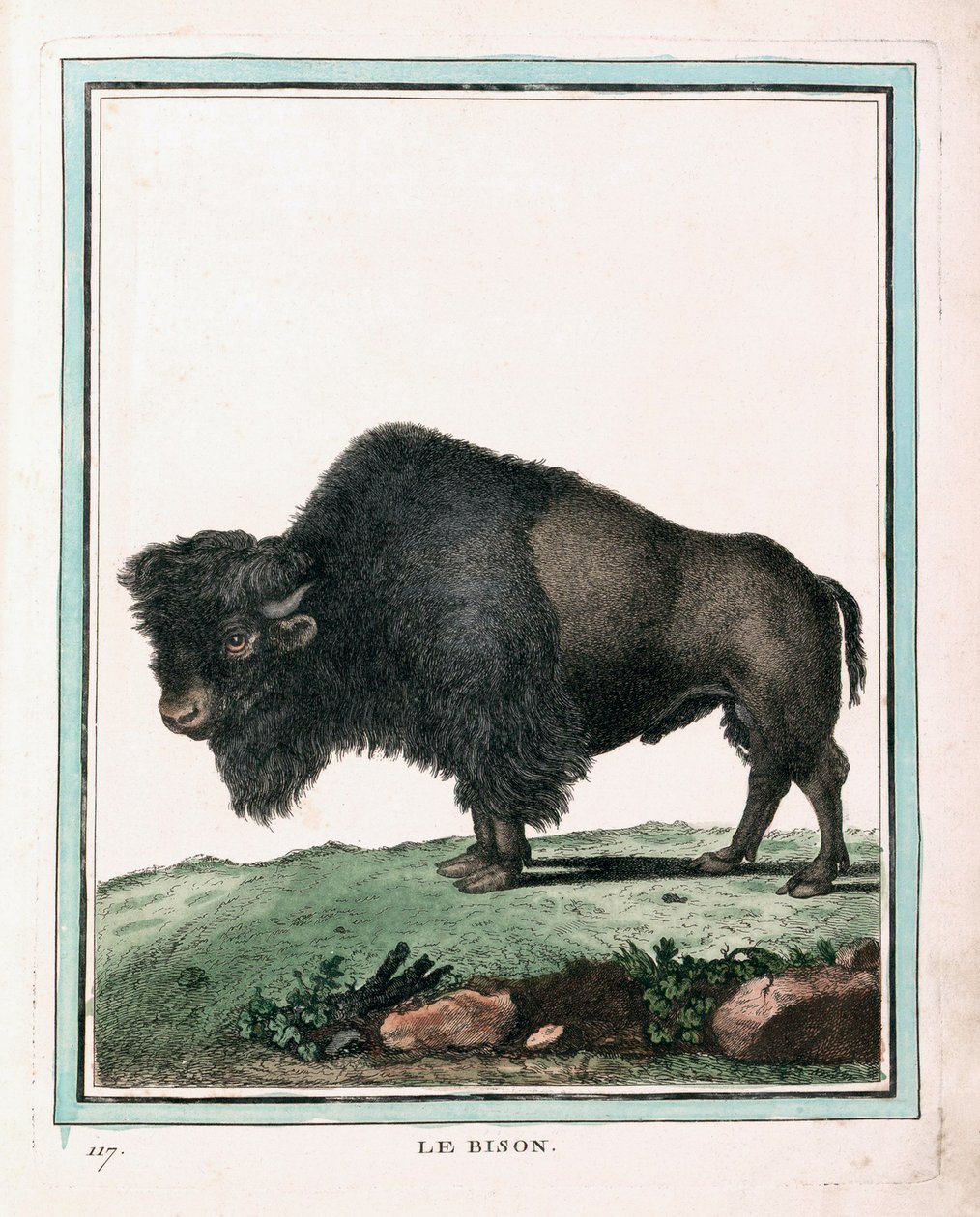 Antique Print of American Buffalo by Georges-Louis Leclerc