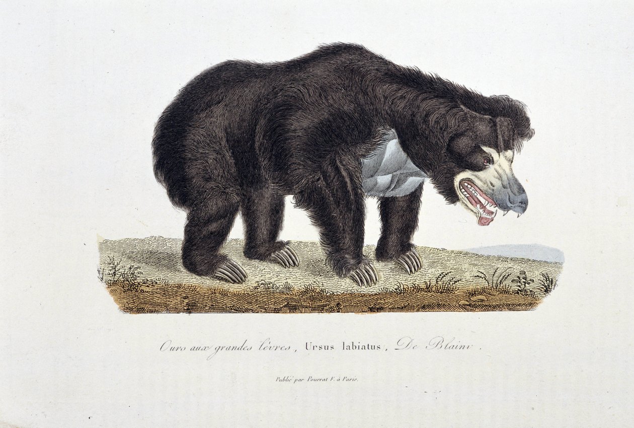 Natural History Plate: Zoological Plate depicting the Bear with Great Lips, Ursus labiatus, De Blainville - in 