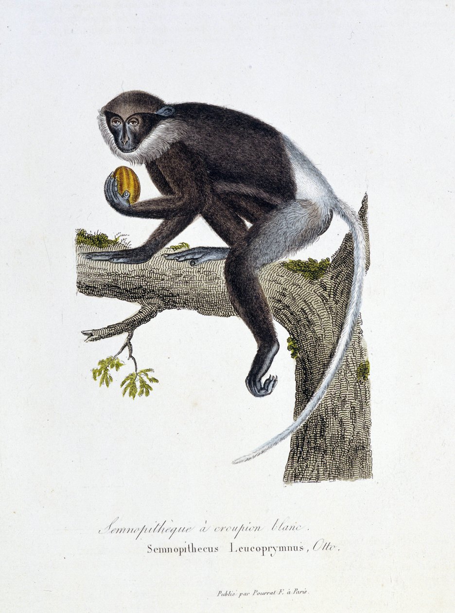 Natural History Plate: Zoological board representing the White Rump Semnopithecus, Semnopithecus Leucoprymnus, Otto - in 