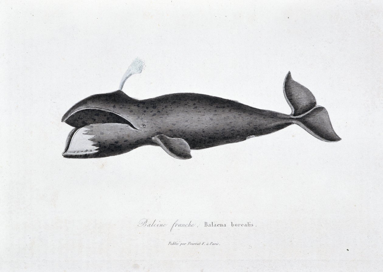Natural History Plate: Zoological board representing the right whale, Balaena borealis - in Works of Buffon by naturalist Georges Louis Leclerc, Count of Buffon by Georges Louis Leclerc