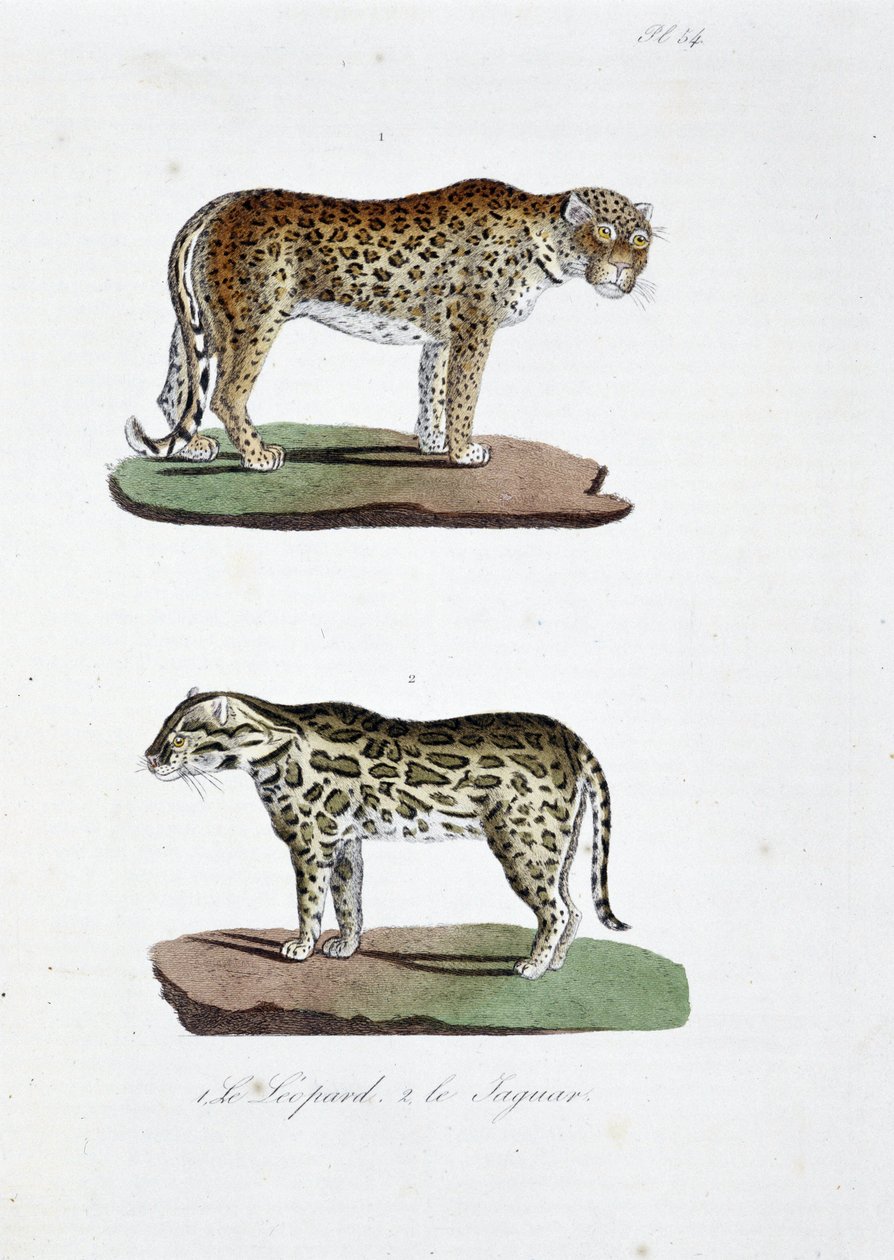 Natural History Plate: Zoological board representing 1. The Leopard and ...