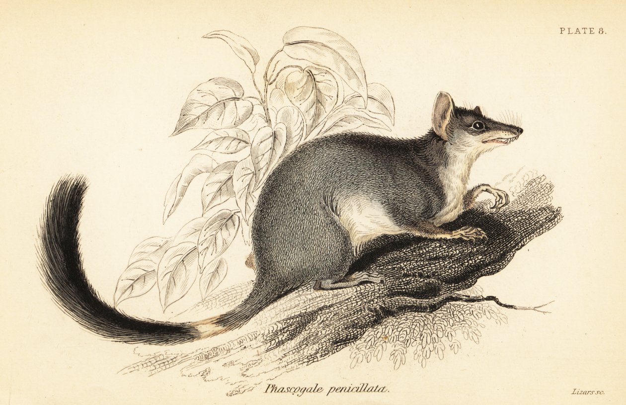 Tuan or common wambenger, Phascogale tapoatafa, 1841 by Georges Robert Waterhouse