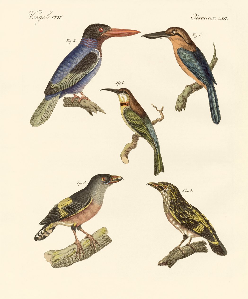Beautiful Foreign Birds by German School: Fine art print