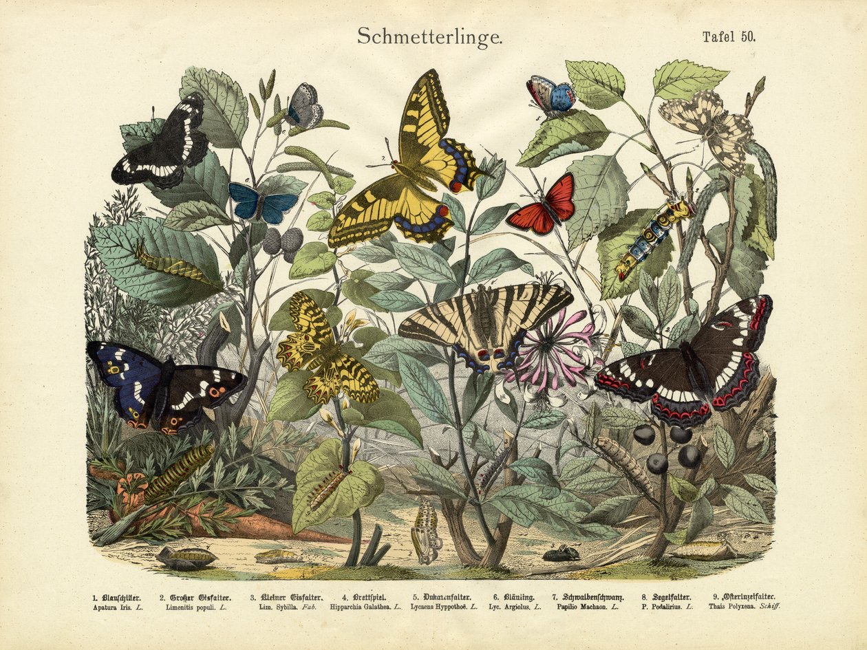 Butterflies by German School