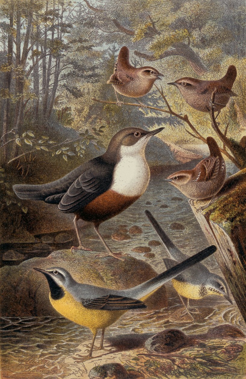 Dipper, Wren and Grey Wagtail, plate from Brehm