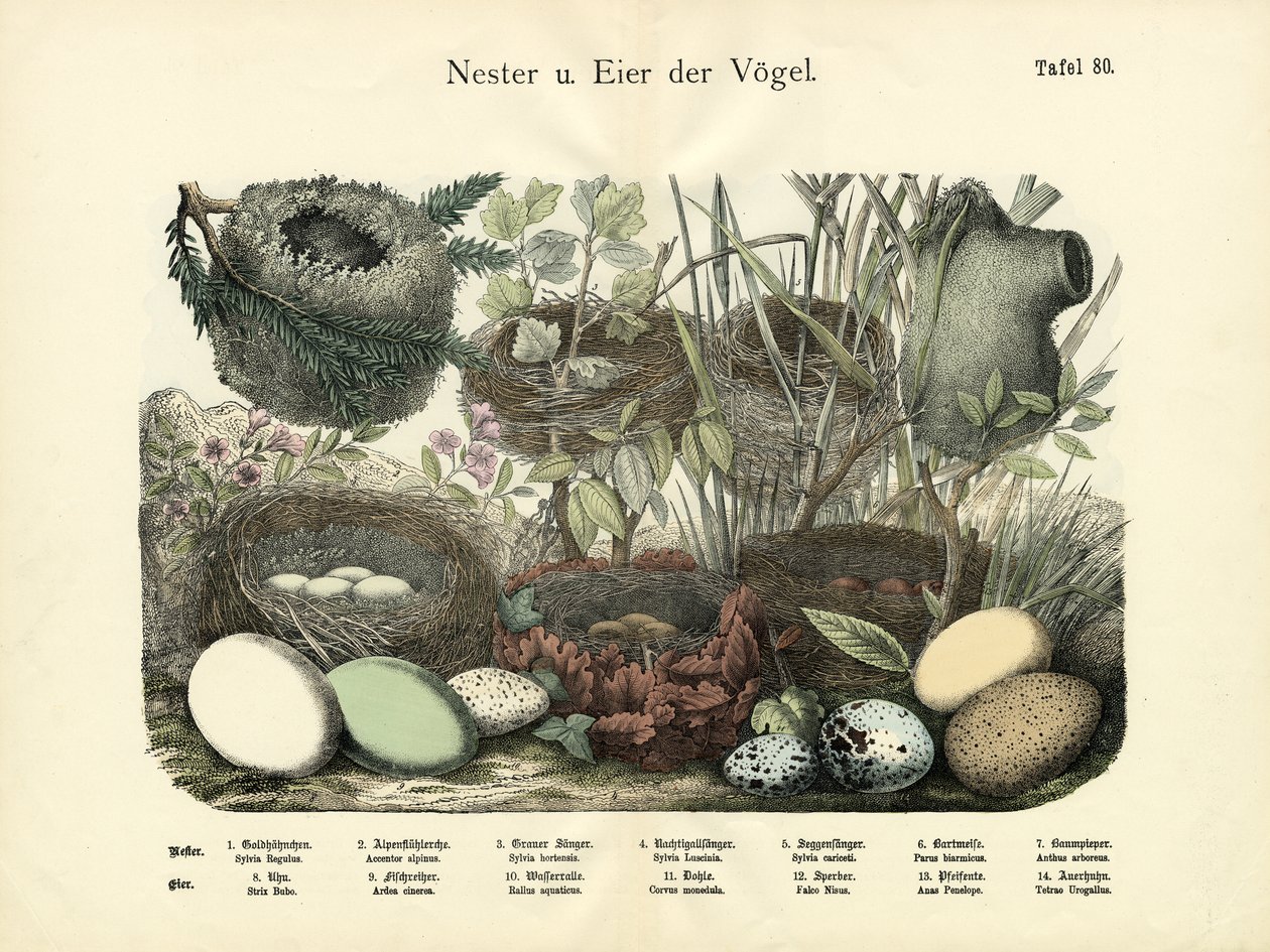 Nests and Eggs by German School