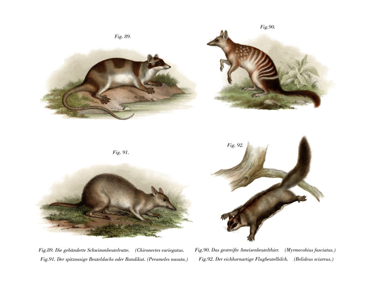 Water Opossum by German School