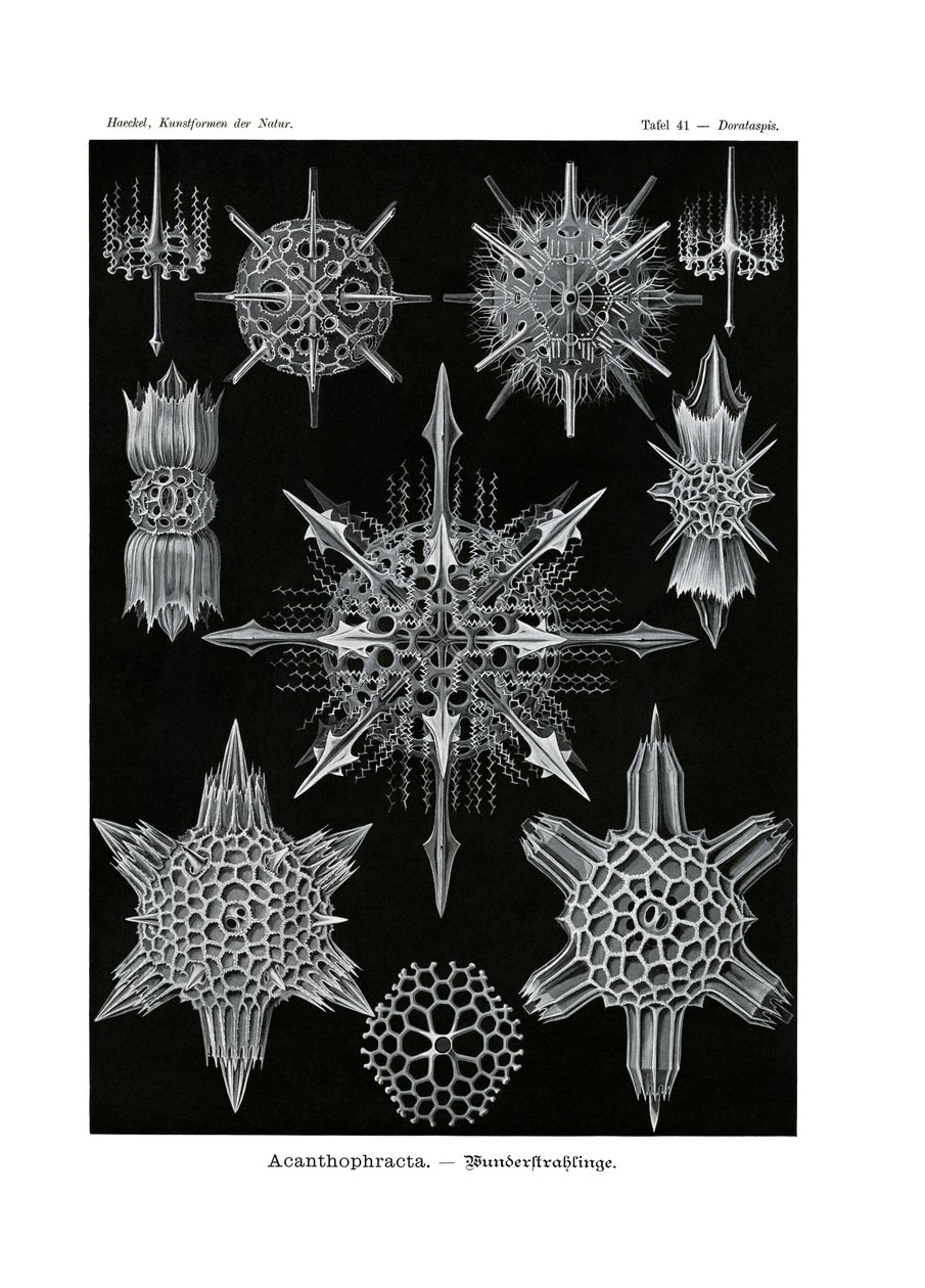 Acanthophracta by German School