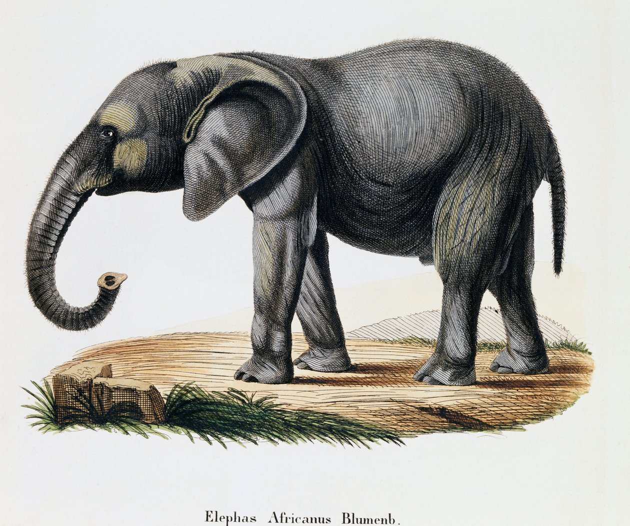 African Elephant (Elephas africanus), from Mammals illustrated from Nature with descriptions, by Johann Christian Daniel von Schreber, engraving by IC Bock after drawing by A Fleischmann by German School