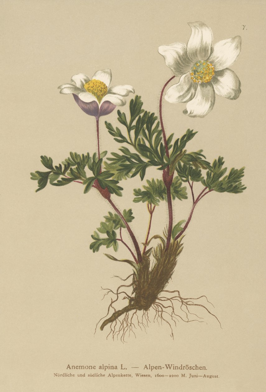 Alpine Anemone (Anemone alpina, Pulsatilla alpina) by German School