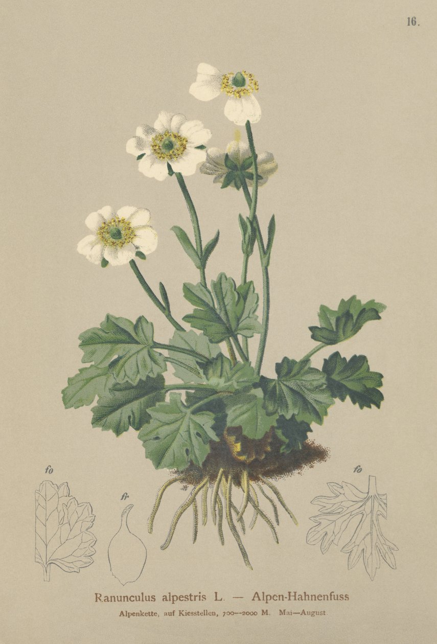 Alpine Crowfoot (Ranunculus alpestris) by German School