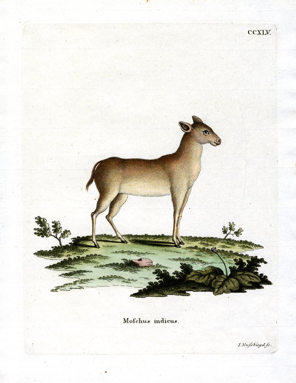 Alpine Musk Deer by German School