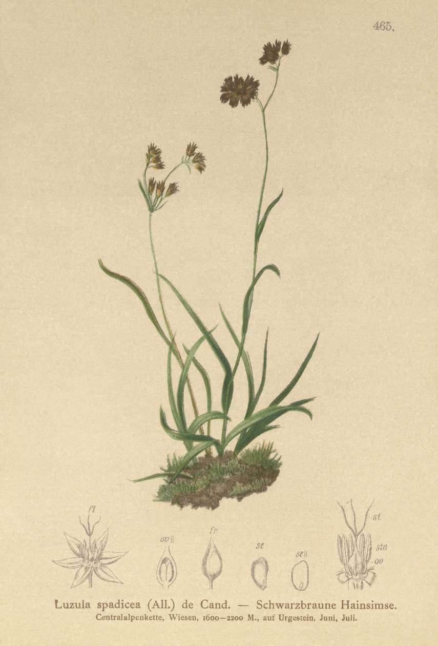 Alpine Wood-rush by German School