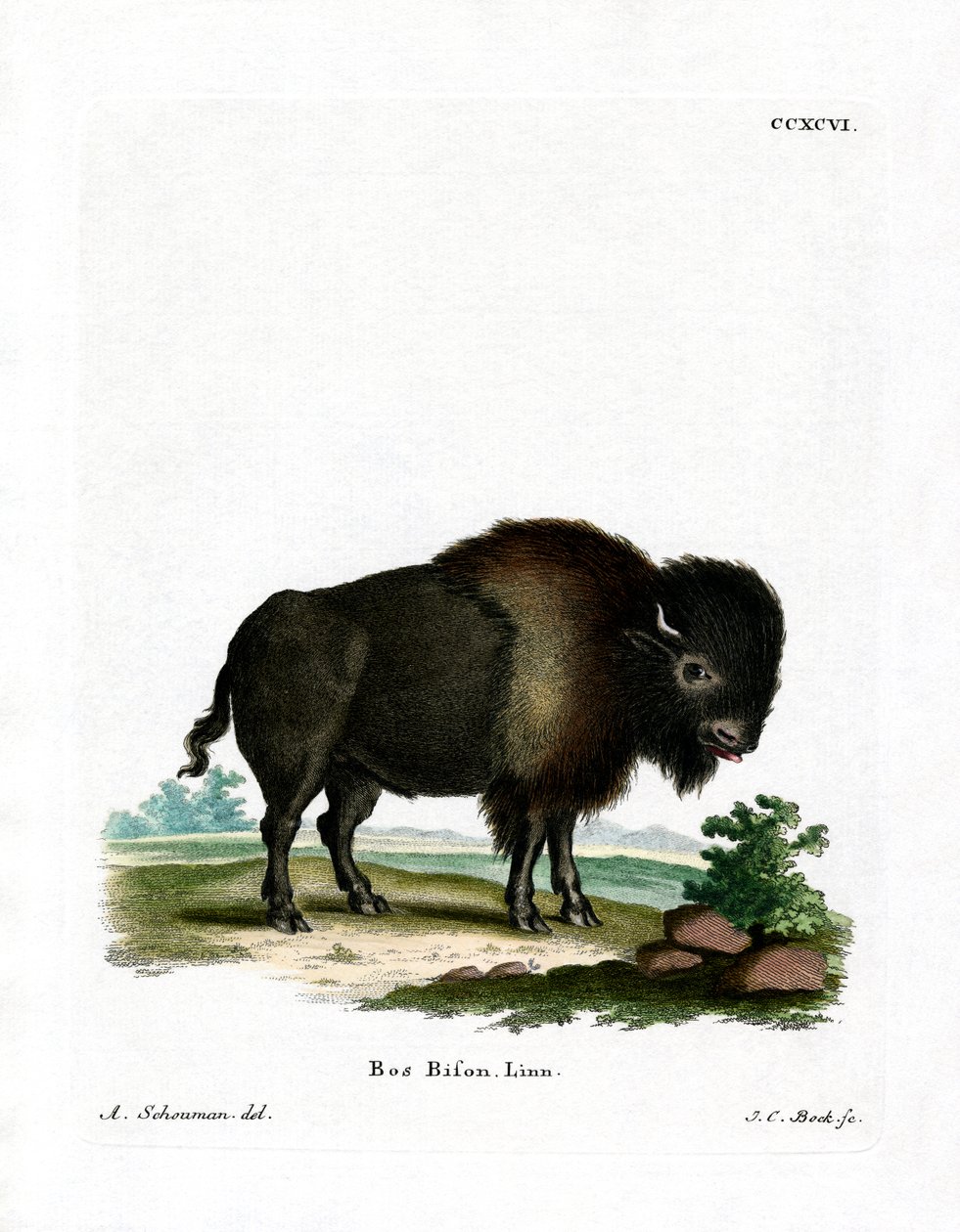 American Bison by German School